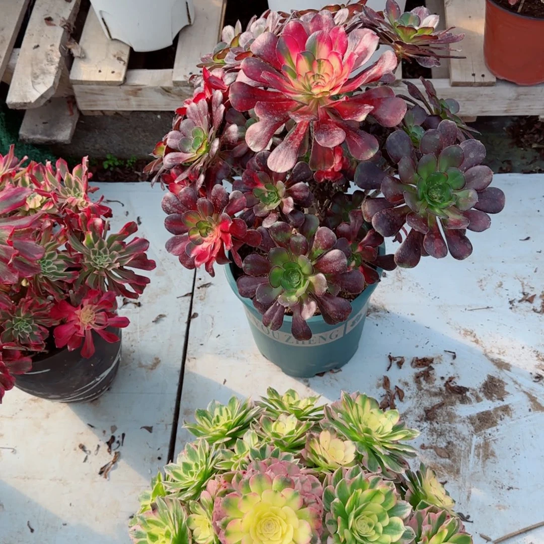 叶***子花蝴蝶，多肉植物生长速度