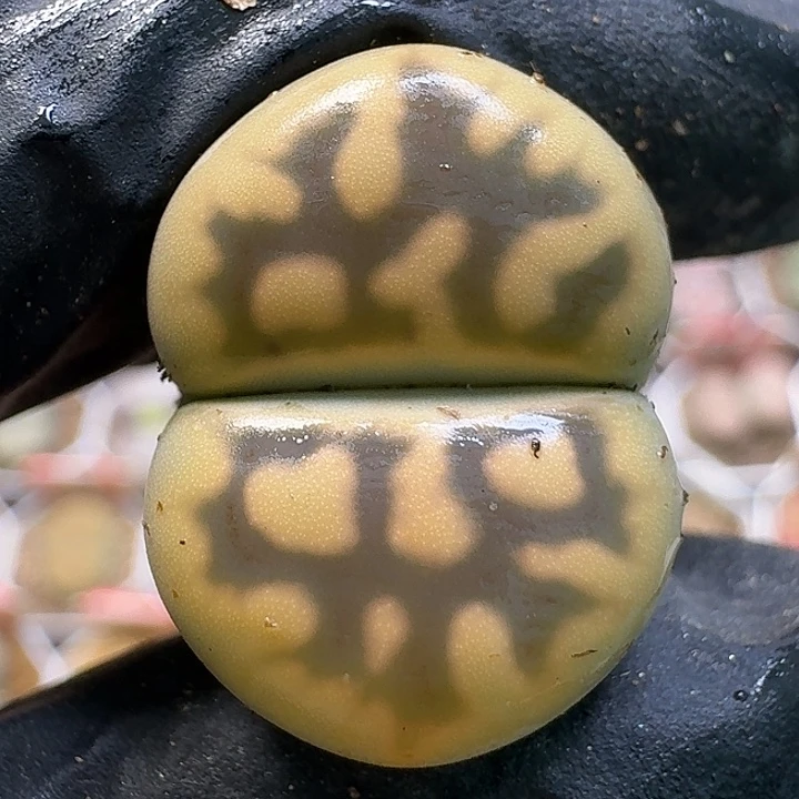 生石花111121。  225