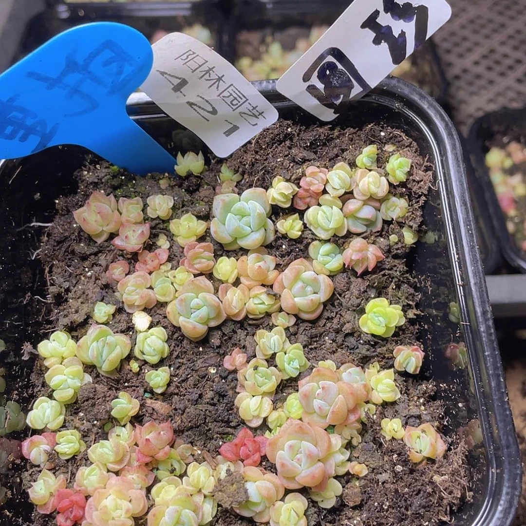 量拍多肉植物多肉植物421