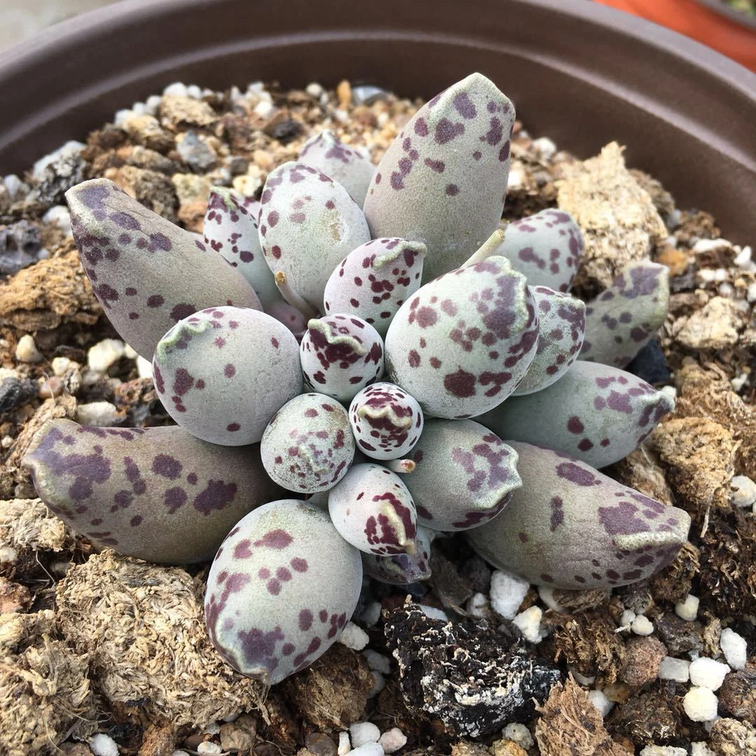 （店铺需要凑单）海豹多肉4公分左右