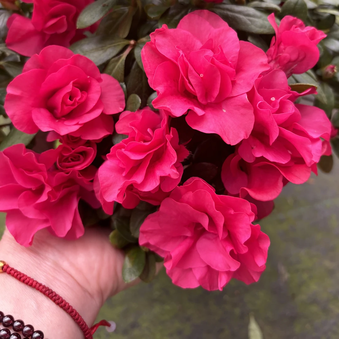 新品大红灯笼宝莲灯杜鹃花四季品种.室内室易养活