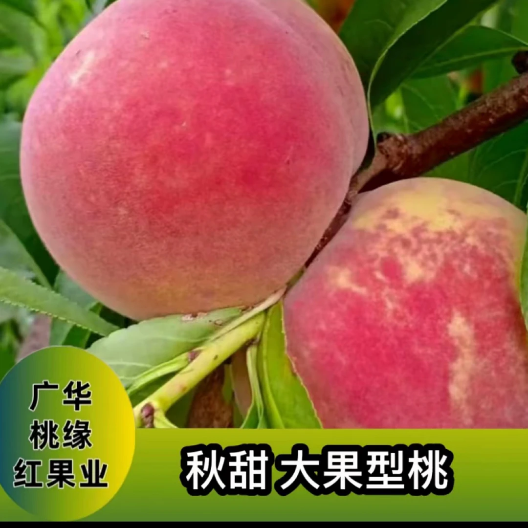 秋甜 秋季落叶后发货