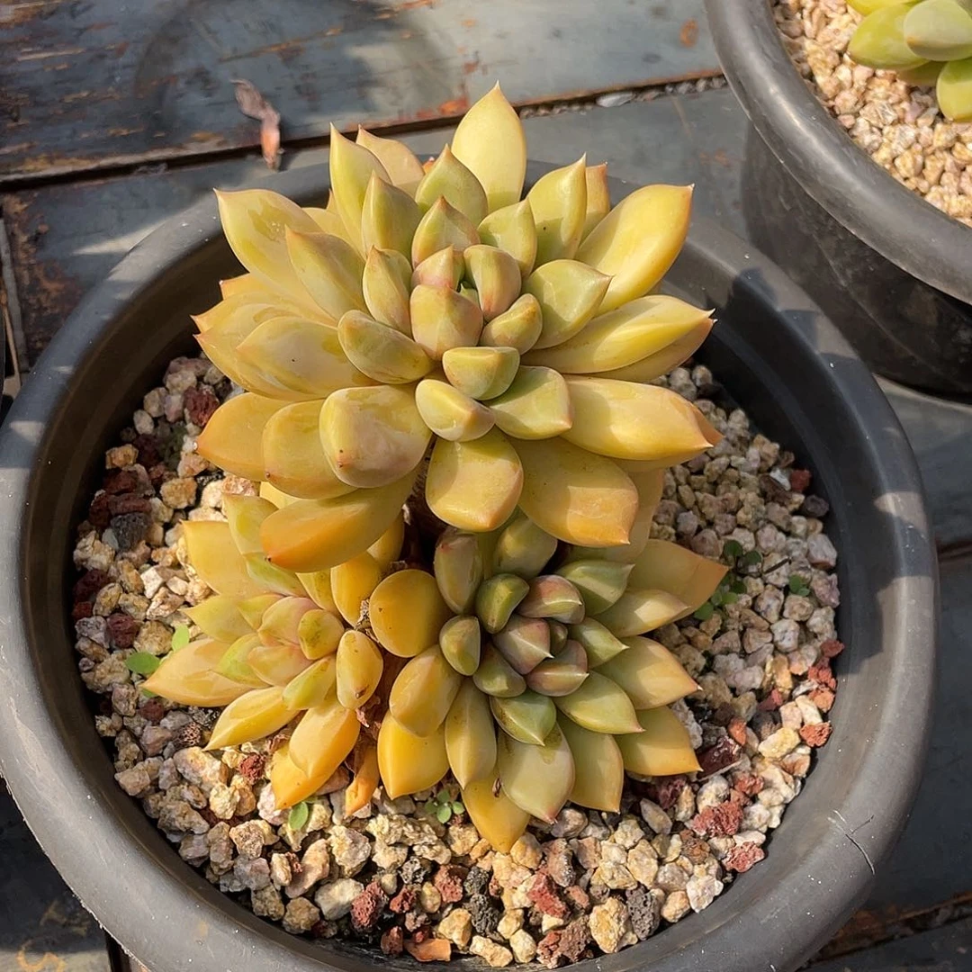 多肉植物一物一拍