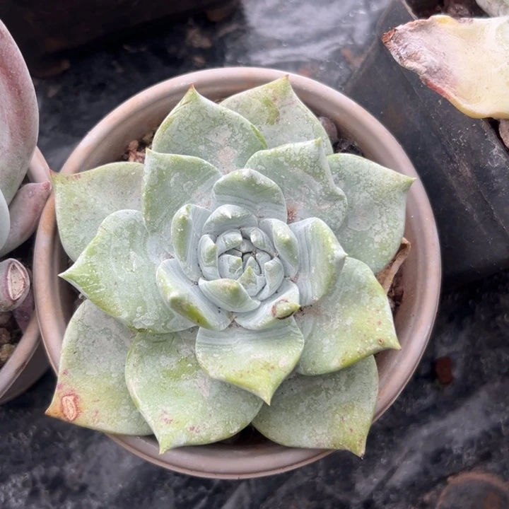 花朵脸～一物一拍806