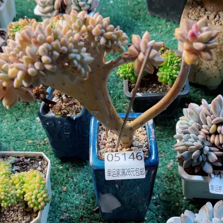 幸运的是我还在努力