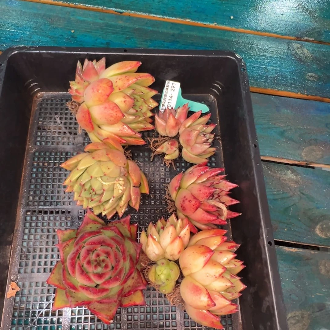 从前慢多肉精选编号0114.291