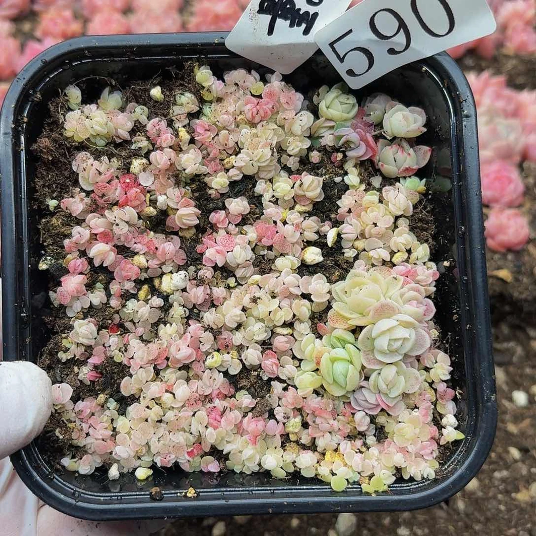 多肉植物多肉植物590量拍