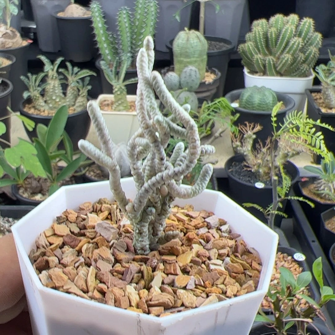 银蚕一物一拍带盆发