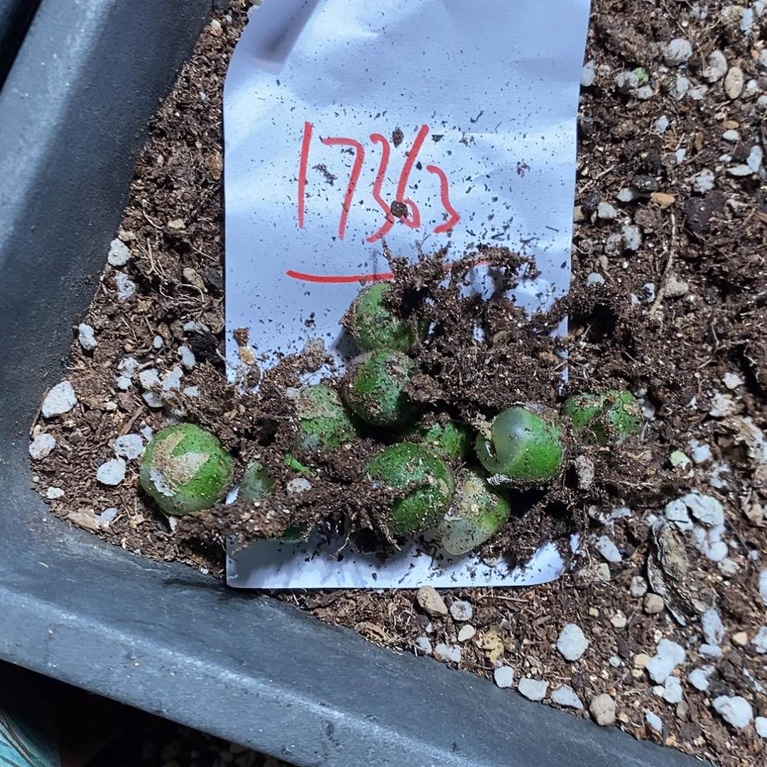 y***.17363。    一组拉灯杂。