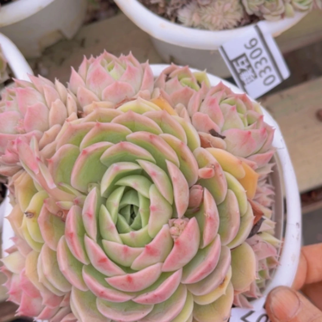 【闪购商品】昂斯诺03307