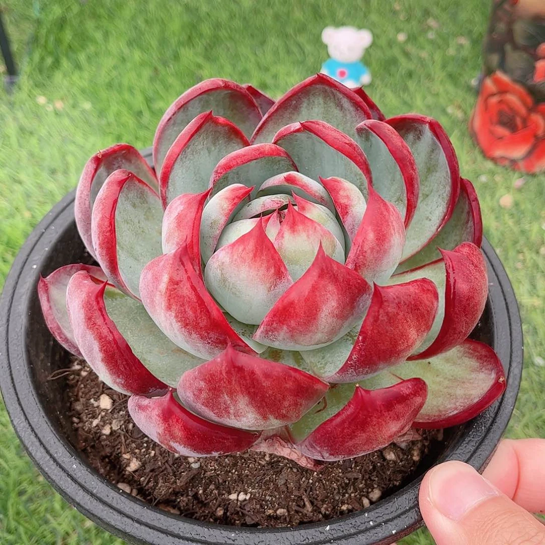 韩版惊鸿仙子多肉