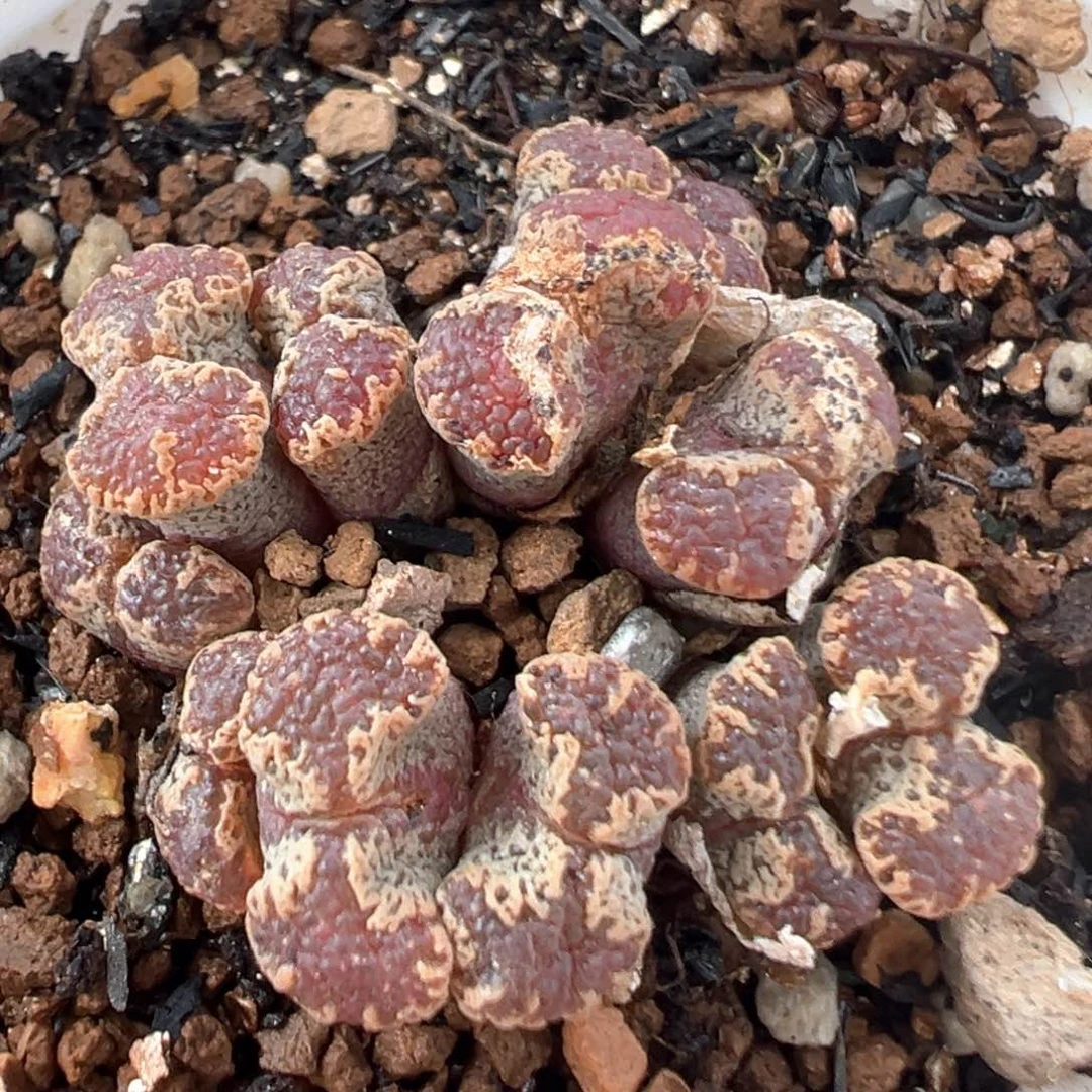 47多肉植物百科知识
