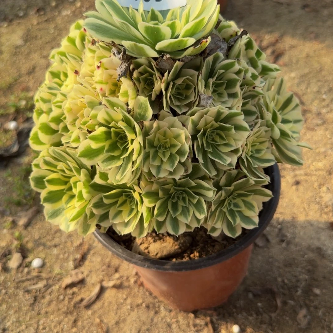 105迈巴赫或者冷月。多肉植物