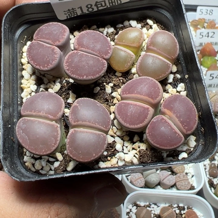 【闪购商品】 551。