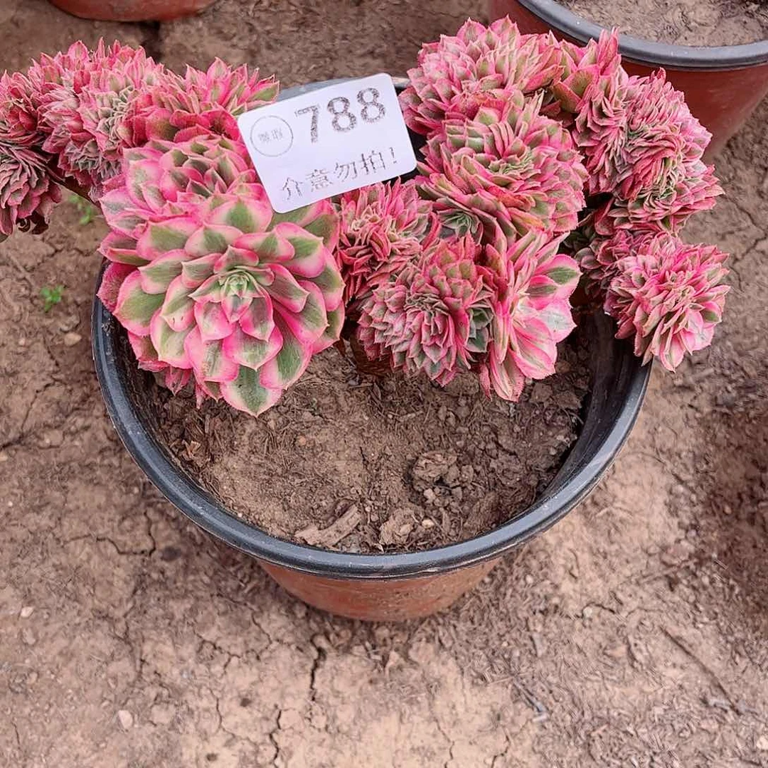 无花朵多肉植物788