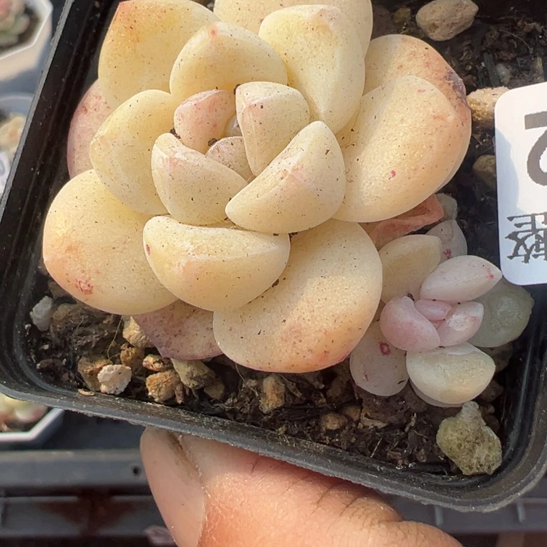 小卡拉米糖心一物一拍19-22