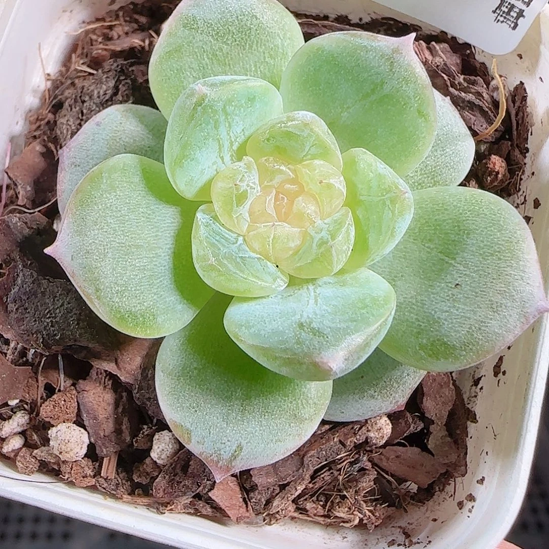 0925---166若梦糖心珍妮