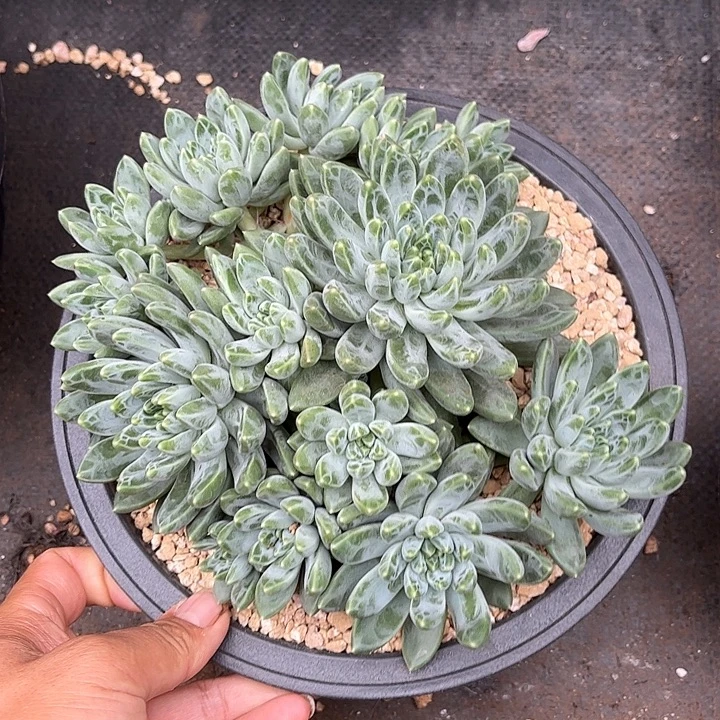 梅***0雨花石多肉植物一物一拍
