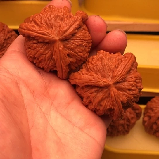 青***饰核桃核桃核桃核桃核桃
