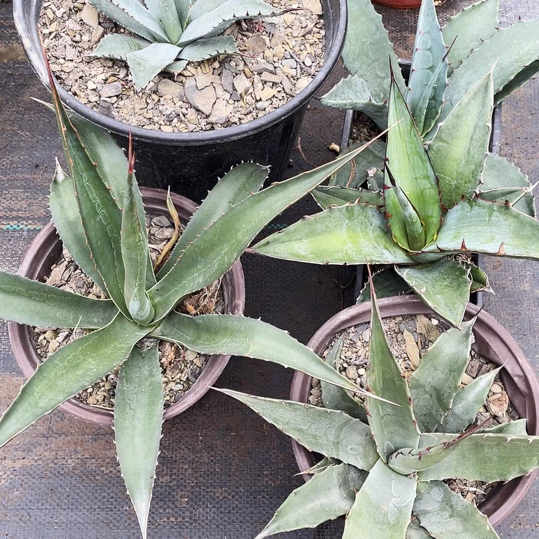 无花朵福利套餐5个品种