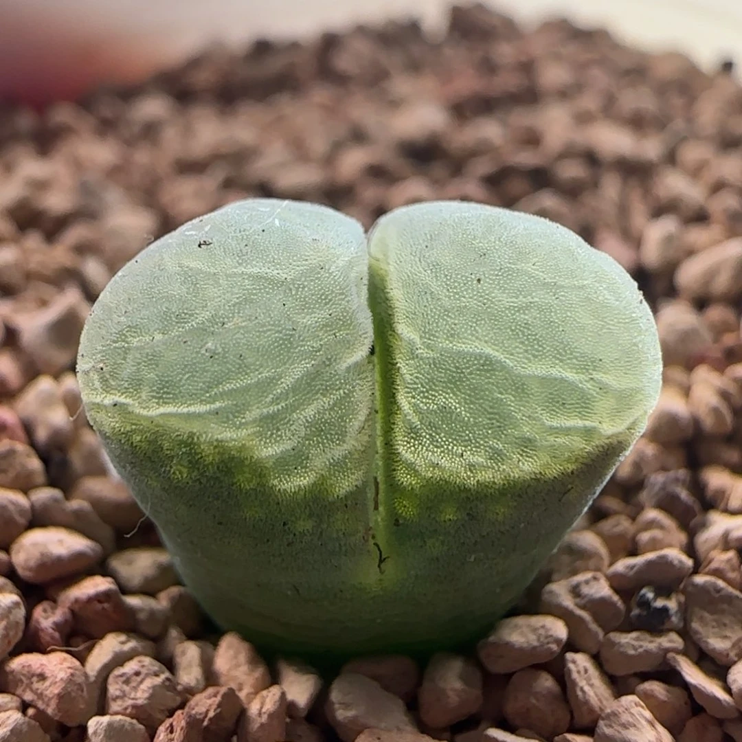 1593/1802.83紫极窗/