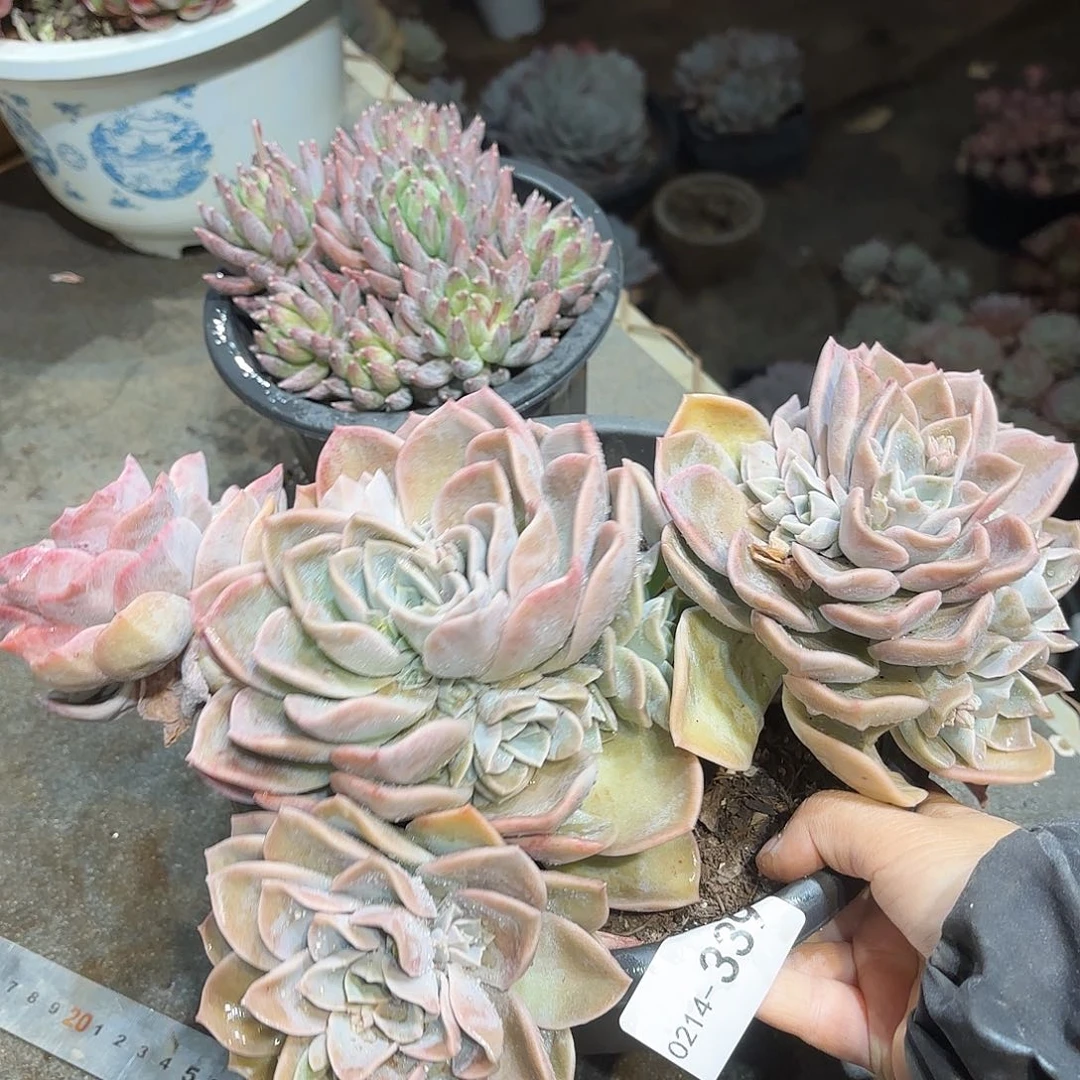 同温层多肉哈利339