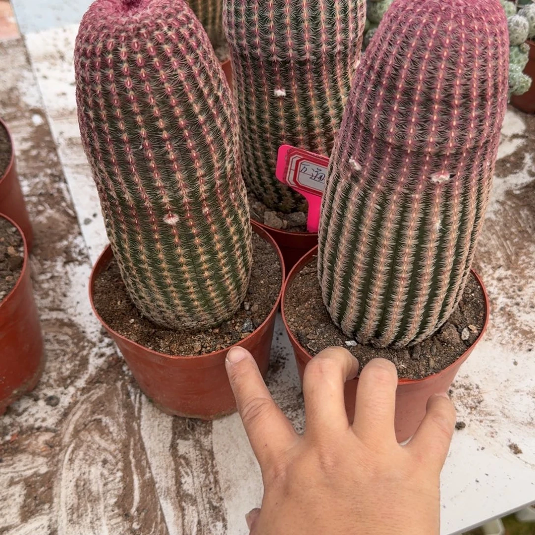 万****可口可乐了可口可乐