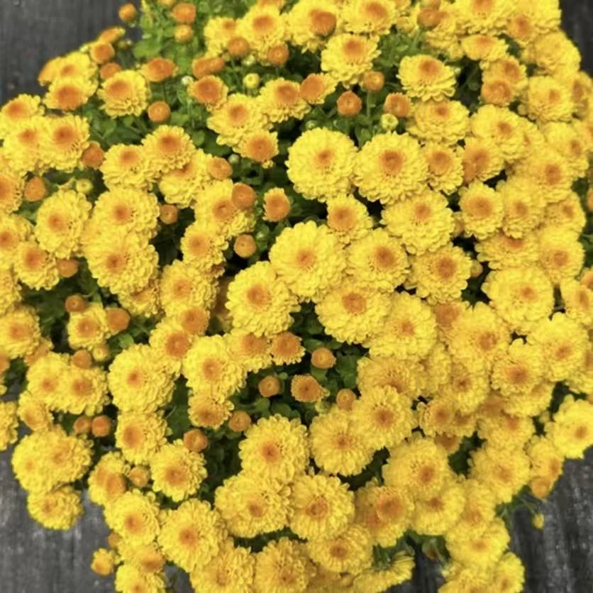 Q 金玉满堂  千头菊 球菊 大盆大冠幅 多年生 四季开花 新手小白