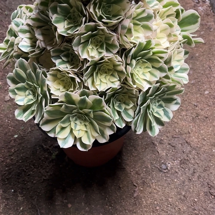 多肉植物迈巴赫锦…………