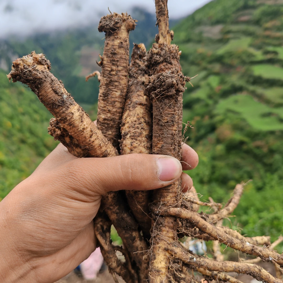 纹党参现挖新鲜无硫无熏无添加煲汤泡水滋补养生
