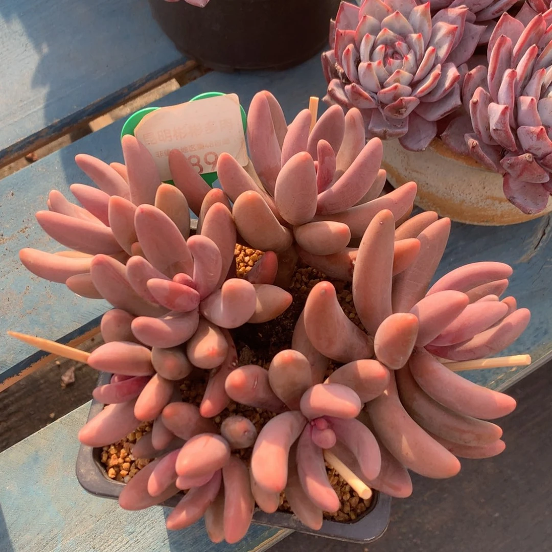 红手指老桩无砍平头089