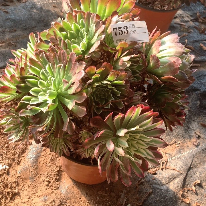 多肉植物云彩753