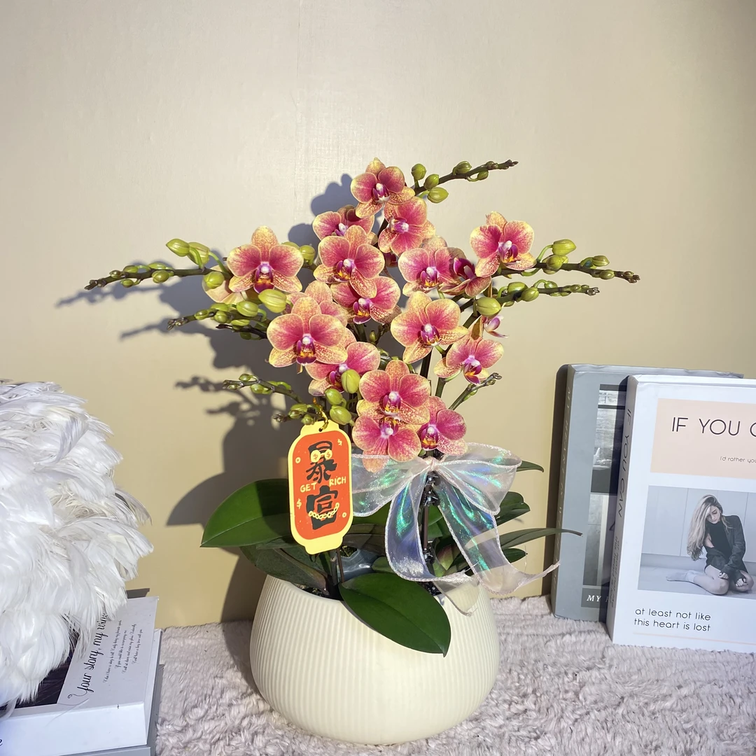 秘密花园 金蝶  聚宝盆 经典蝴蝶兰 红色花型 室内精品观赏 真花