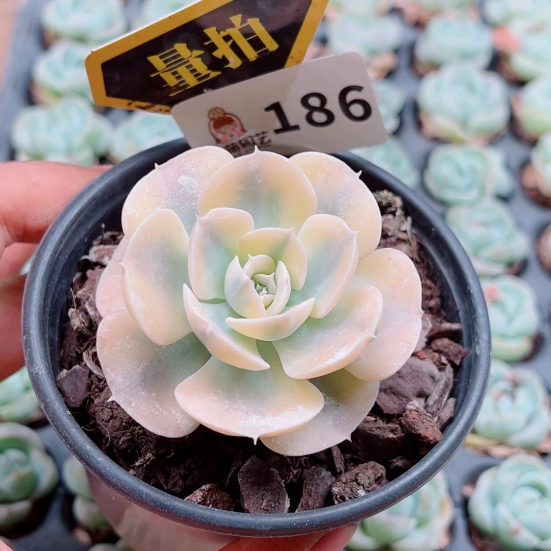 多肉植物多肉植物