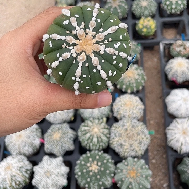连尤琉璃微瑕疵特价