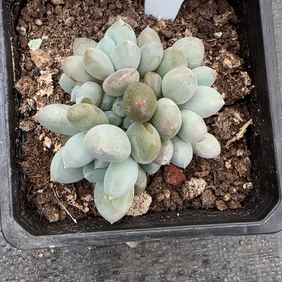 一物一拍黄胖体哥特99