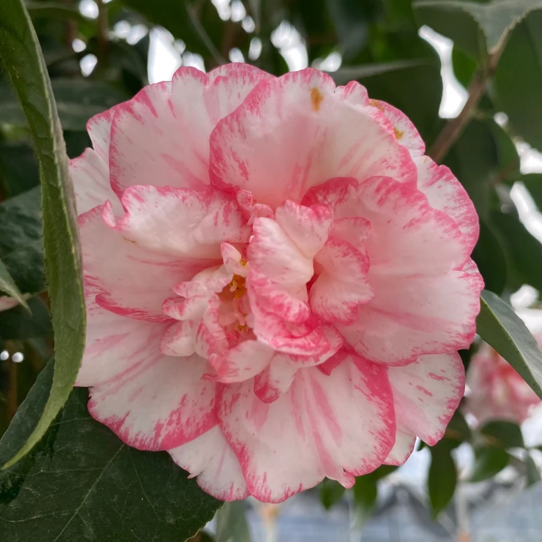酒盅花茶花稀有品种