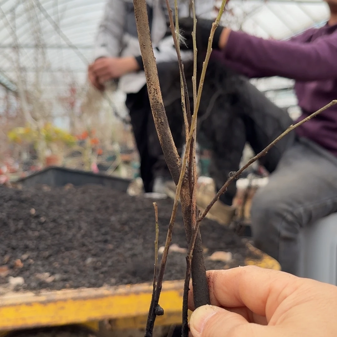 用***3哈哈哈哈哈哈御伴