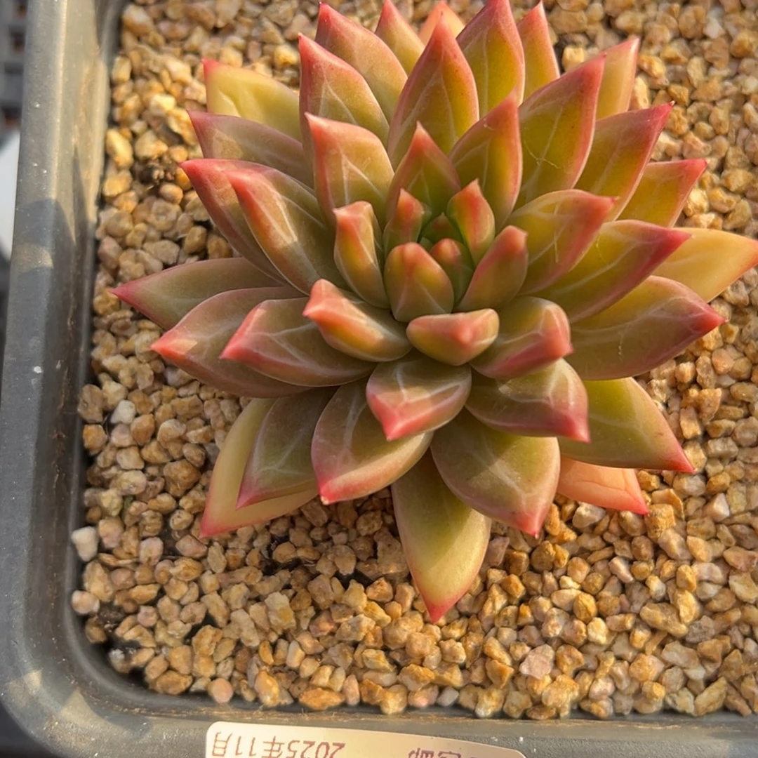 张张精品多肉甄选美人