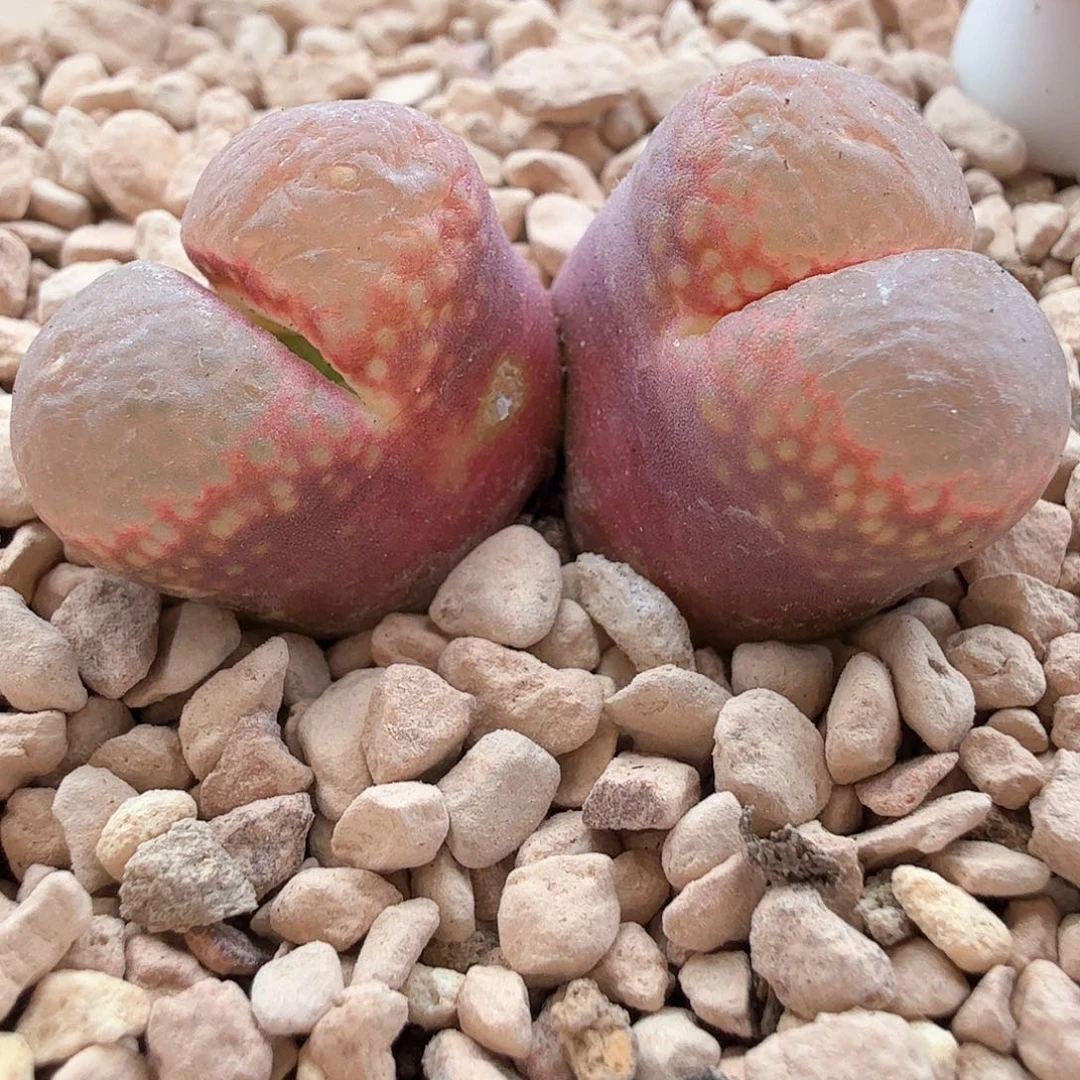 张*2.2.51/Cm46红风铃/微瑕特/多肉植物