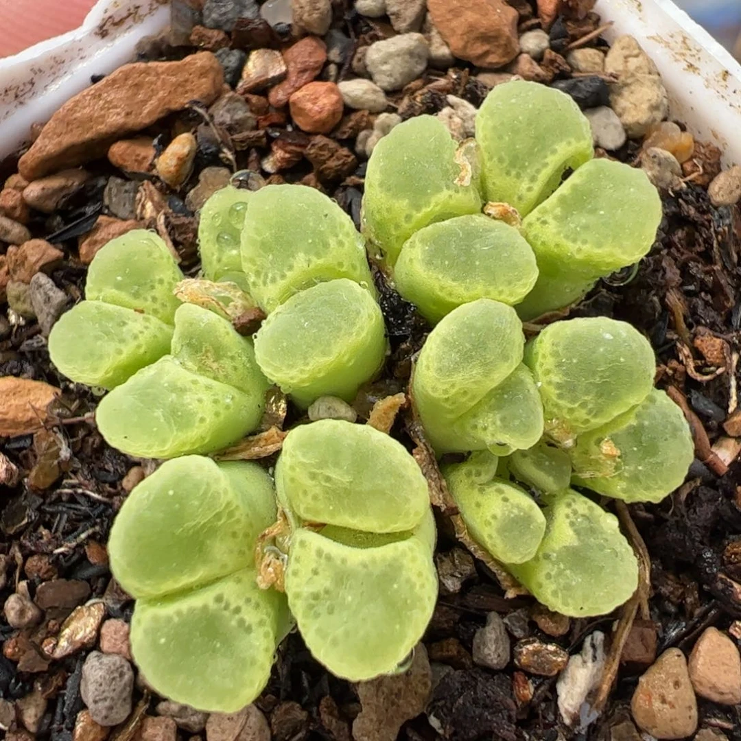552多肉植物百科