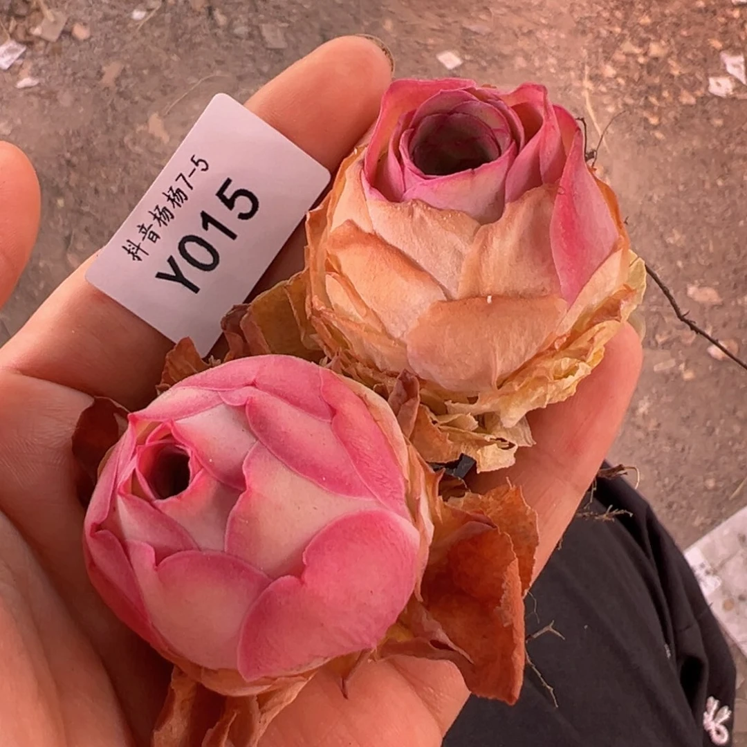 杨015 水蜜桃2颗