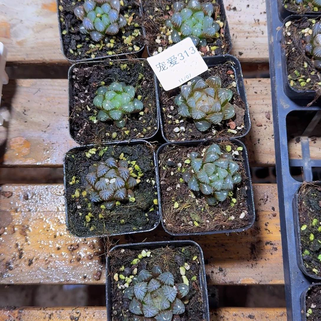 直播福利一物一拍313