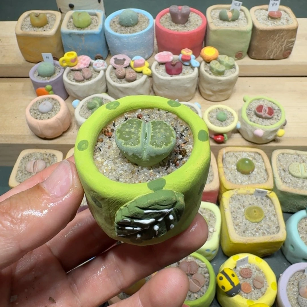 红陶蘑菇1204绿孔雀