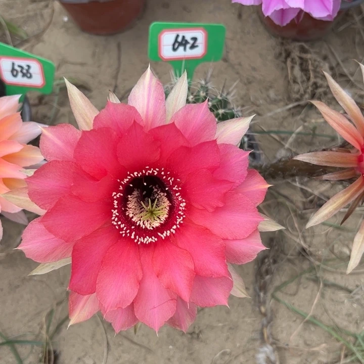 642。实生彩草。。。。。