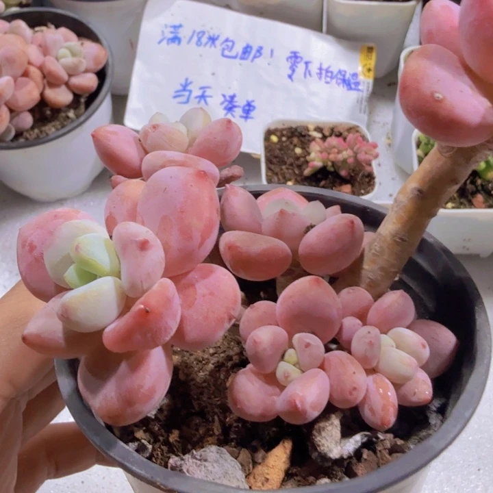 樱花洛神老桩一颗