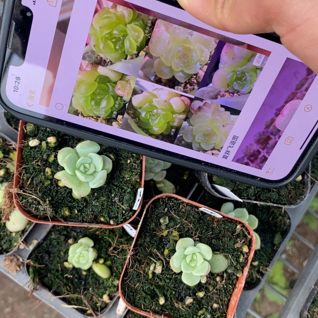 上盆相柳小苗一个多肉量拍