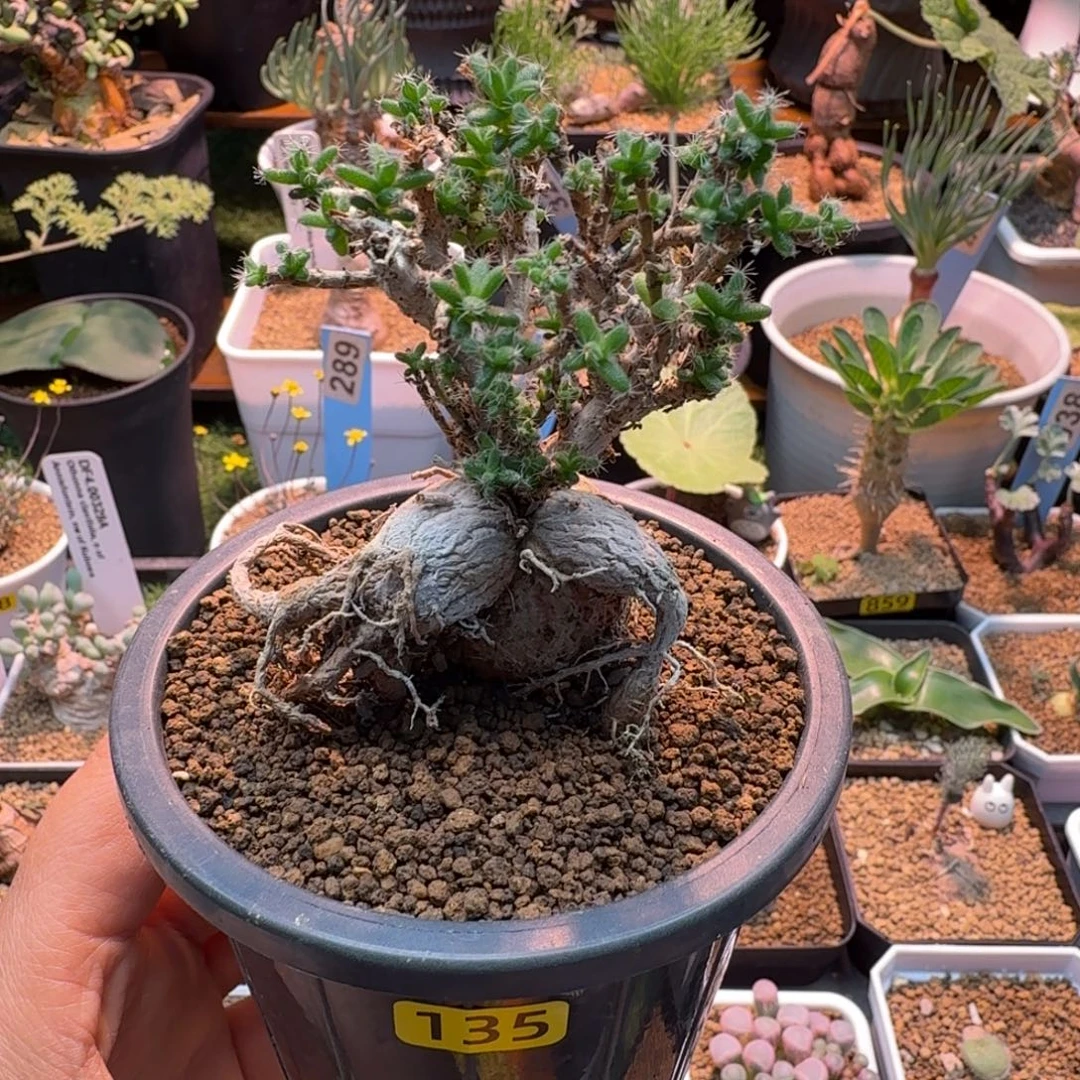 姬红小松135 仙人掌