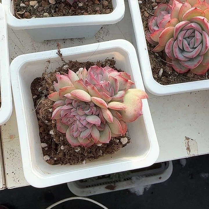 u****n青蛙王子儿童牙膏111