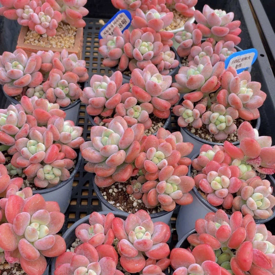 量拍18号 优选红洛神大群生一个